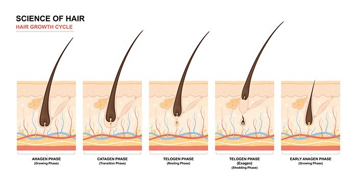 Hair Growth Cycle